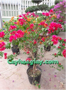Cay hoa giay.jpg