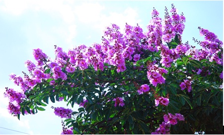 A2 cam nhan thang 5.jpg